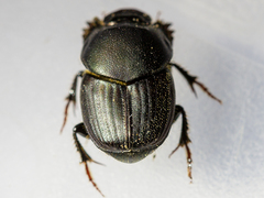 Onthophagus illyricus