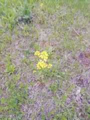 Barbarea vulgaris
