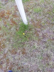 Barbarea vulgaris