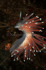 Coryphella