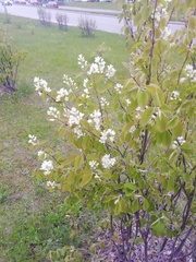 Amelanchier