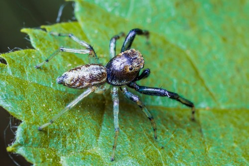 Phintella castriesiana