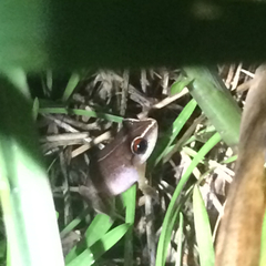 Eleutherodactylus antillensis