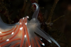 Coryphella