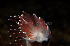 Coryphella