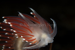 Coryphella