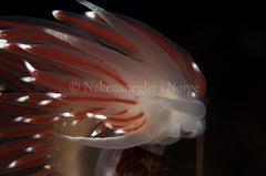 Coryphella
