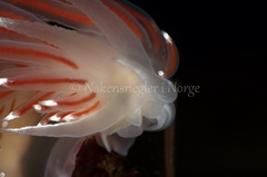 Coryphella