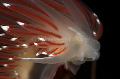 Coryphella