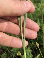 Carex mesochorea