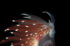 Coryphella