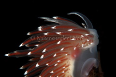 Coryphella