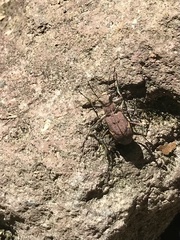 Cicindela japana