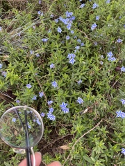 Glandora diffusa