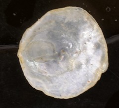 Heteranomia squamula