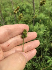Carex mesochorea