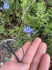 Glandora diffusa