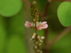 Indigofera astragalina