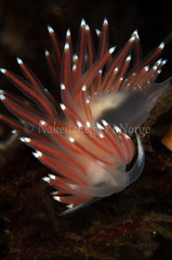Coryphella