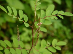 Indigofera astragalina