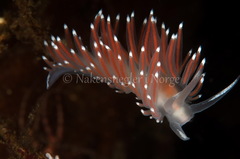 Coryphella