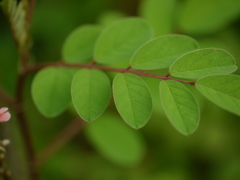 Indigofera astragalina