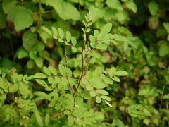 Indigofera astragalina