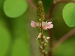 Indigofera astragalina