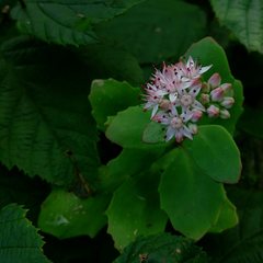 Hylotelephium telephioides