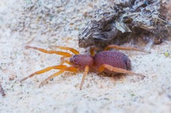 Prodidomus amaranthinus