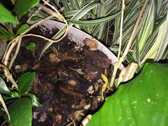 Eleutherodactylus antillensis