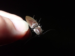 Ignelater havaniensis