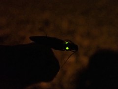 Ignelater havaniensis