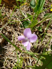 Viola pedatifida