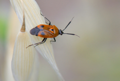 Deraeocoris punctum