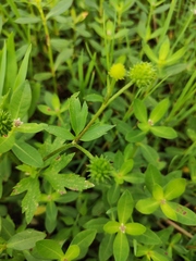 Ranunculus chinensis