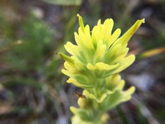 Castilleja brevilobata
