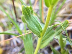 Castilleja brevilobata