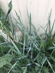 Phalaris arundinacea picta