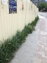 Phalaris arundinacea picta