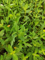 Ranunculus chinensis