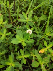 Alternanthera philoxeroides