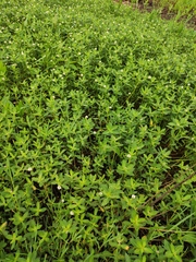 Alternanthera philoxeroides