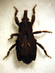 Styphlotelus fascicularis