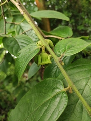 Diospyros oleifera