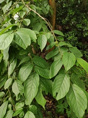 Diospyros oleifera