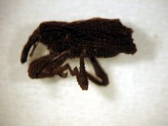 Styphlotelus fascicularis