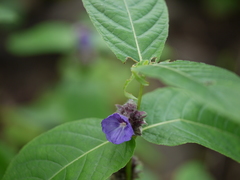 Neuracanthus sphaerostachyus