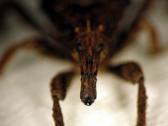 Styphlotelus fascicularis