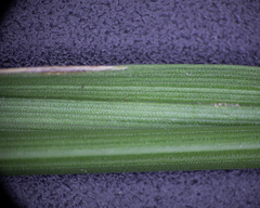 Carex mesochorea